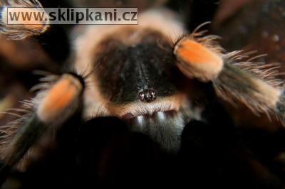 Brachypelma_smithi