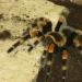 Brachypelma smithi