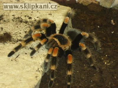 Brachypelma-smithi