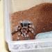 Brachypelma smithi