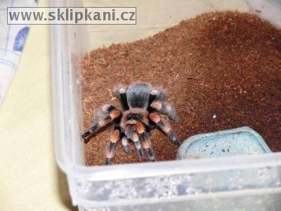 Brachypelma-smithi