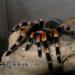 Brachypelma smithi