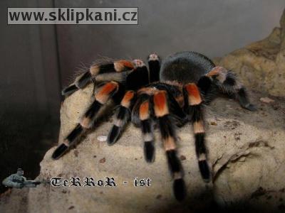 Brachypelma-smithi