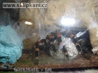 Brachypelma_smithi