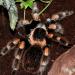 Brachypelma smithi