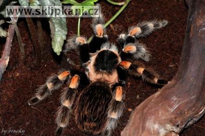 Brachypelma-smithi