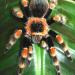 Brachypelma smithi