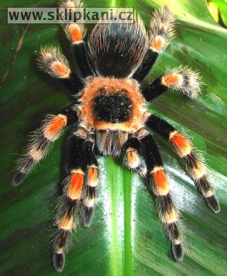 Brachypelma_smithi