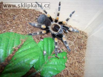 Brachypelma_smithi