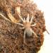 Brachypelma smithi