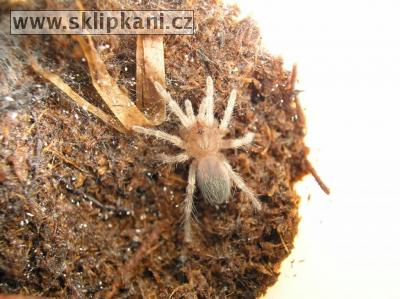 Brachypelma-smithi