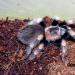 Brachypelma smithi