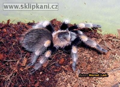 Brachypelma_smithi