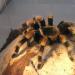 Brachypelma smithi