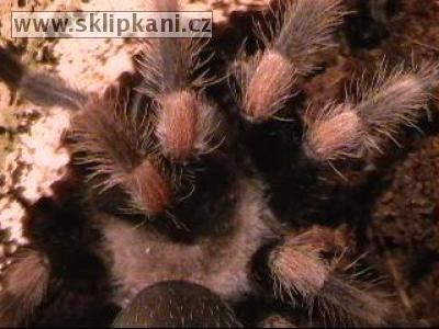 Brachypelma_smithi