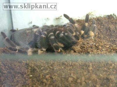 Brachypelma-smithi