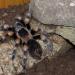 Brachypelma smithi