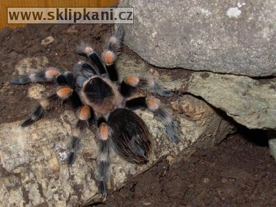 Brachypelma_smithi