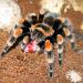 Brachypelma smithi