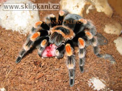 Brachypelma-smithi