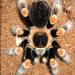 Brachypelma smithi