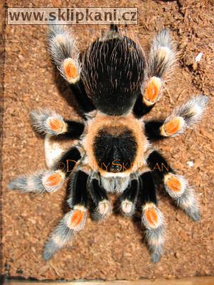 Brachypelma-smithi