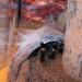 Brachypelma smithi