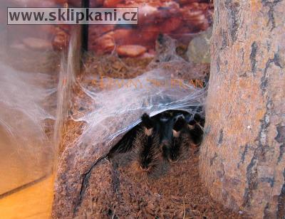 Brachypelma_smithi