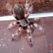 Brachypelma smithi