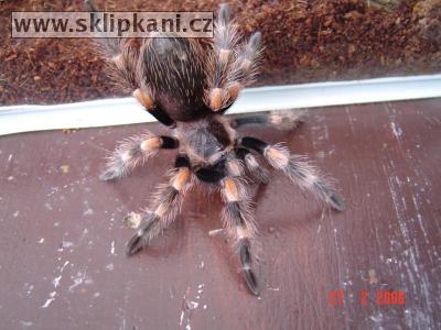 Brachypelma_smithi