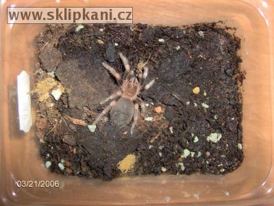 Brachypelma-smithi