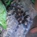 Brachypelma smithi