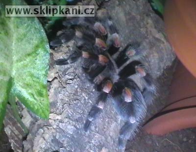 Brachypelma_smithi