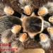 Brachypelma smithi