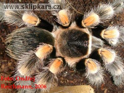 Brachypelma-smithi