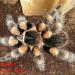 Brachypelma smithi