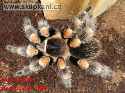 Brachypelma-smithi