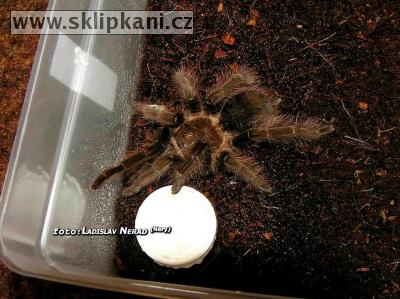 Brachypelma_sp.