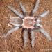 Brachypelma vagans