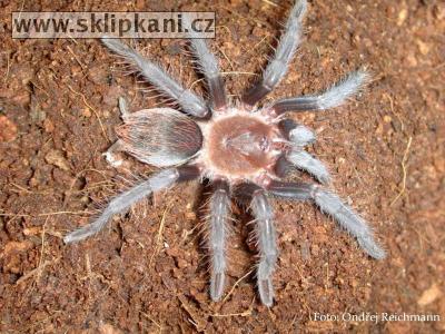 Brachypelma_vagans