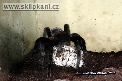 Brachypelma_vagans