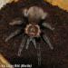 Brachypelma vagans