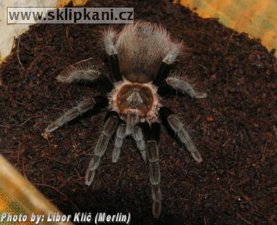 Brachypelma_vagans