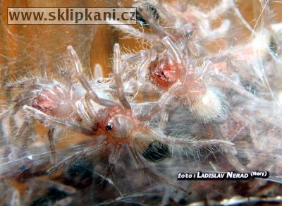 Brachypelma_vagans