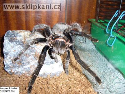 Brachypelma-vagans