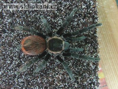 Brachypelma_vagans