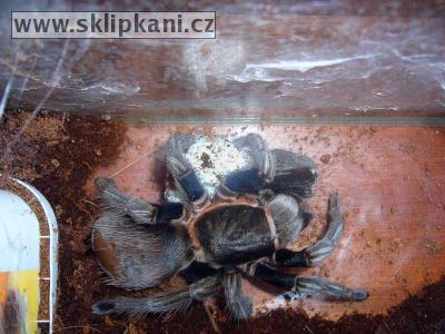 Brachypelma_vagans