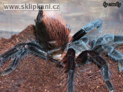 Brachypelma-vagans