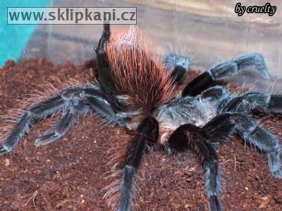 Brachypelma_vagans