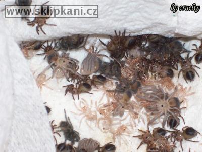 Brachypelma-vagans